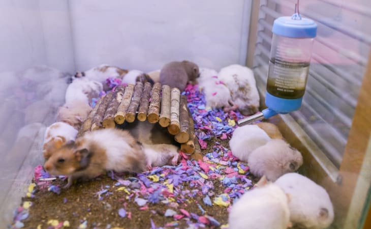 Chuột hamster sinh sản rất nhanh