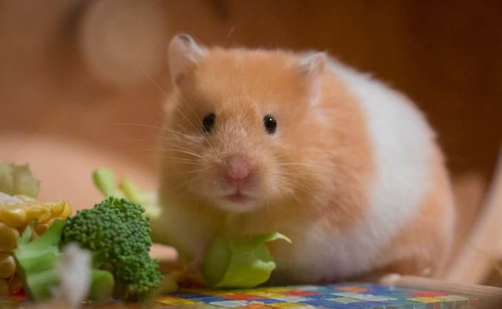 Chuột hamster