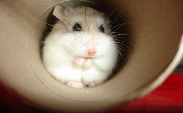 Hamster Robo