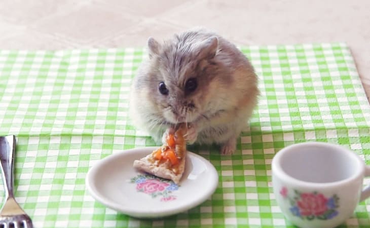 Không cho hamster tiếp xúc với ánh sáng trực tiếp