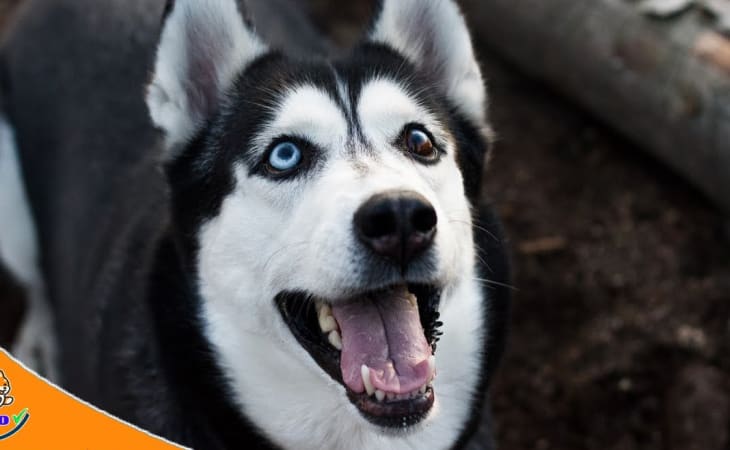 Chó Husky có nguồn gốc từ chó kéo xe