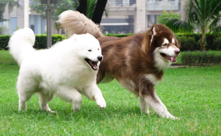 Ngoại hình Alaska to hơn Husky một chút
