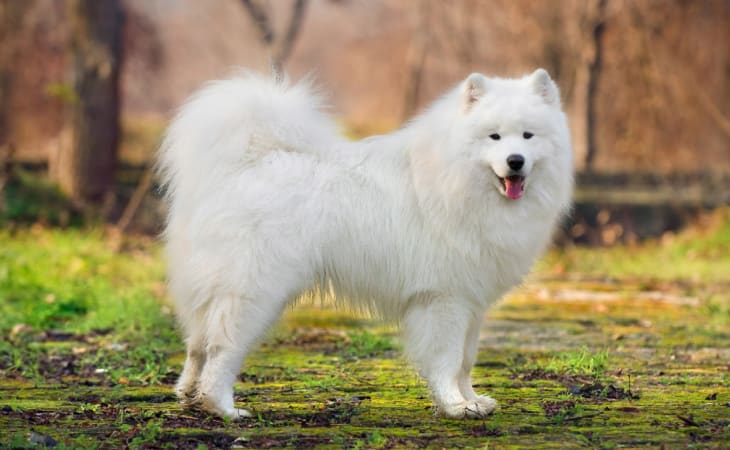 Samoyed là một trong những giống chó đẹp nhất thế giới