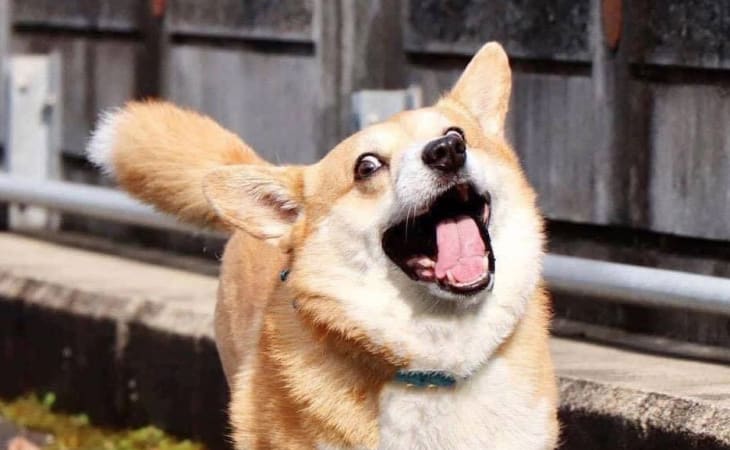 Corgi có thân hình hài hước