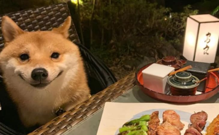Chó Shiba có nụ cười đánh gục nhiều trái tim