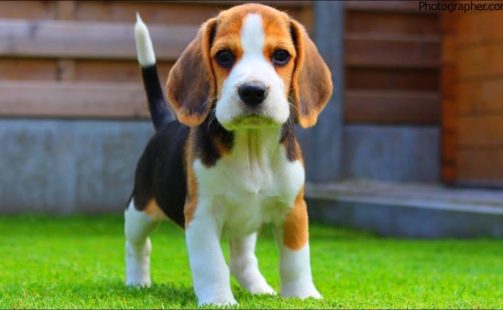 Chó Beagle (Chó săn thỏ)