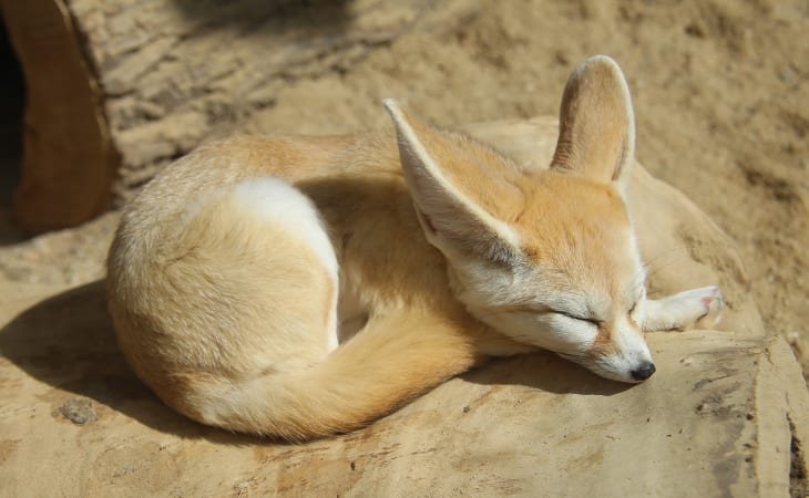 Cáo Fennec
