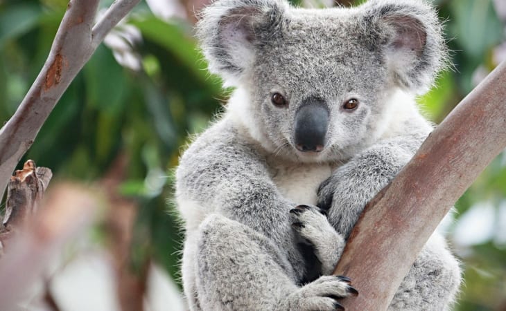 Gấu Koala