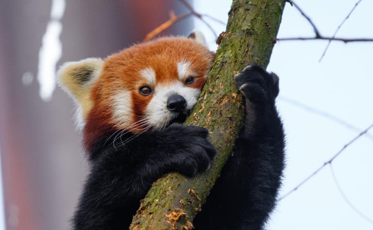 Gấu trúc đỏ