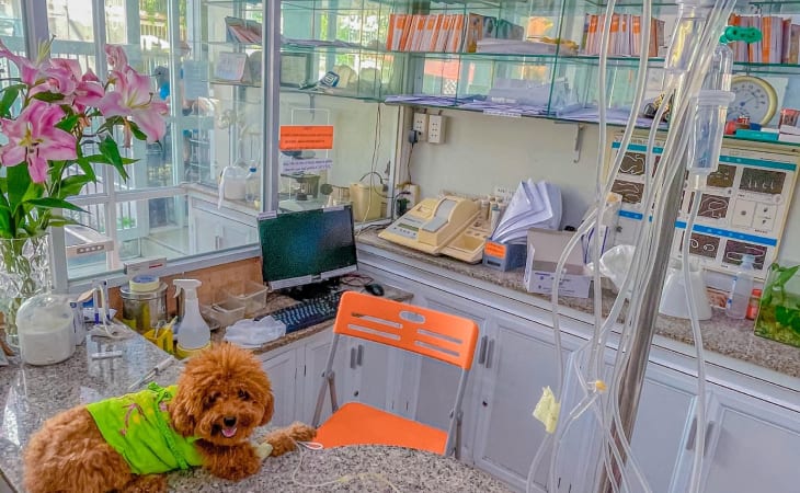 New Pet Hospital & Spa