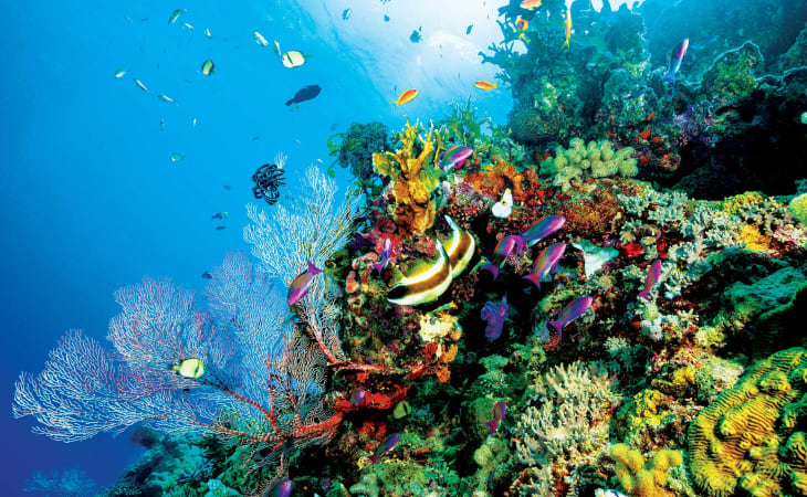Rạn san hô Great Barrier