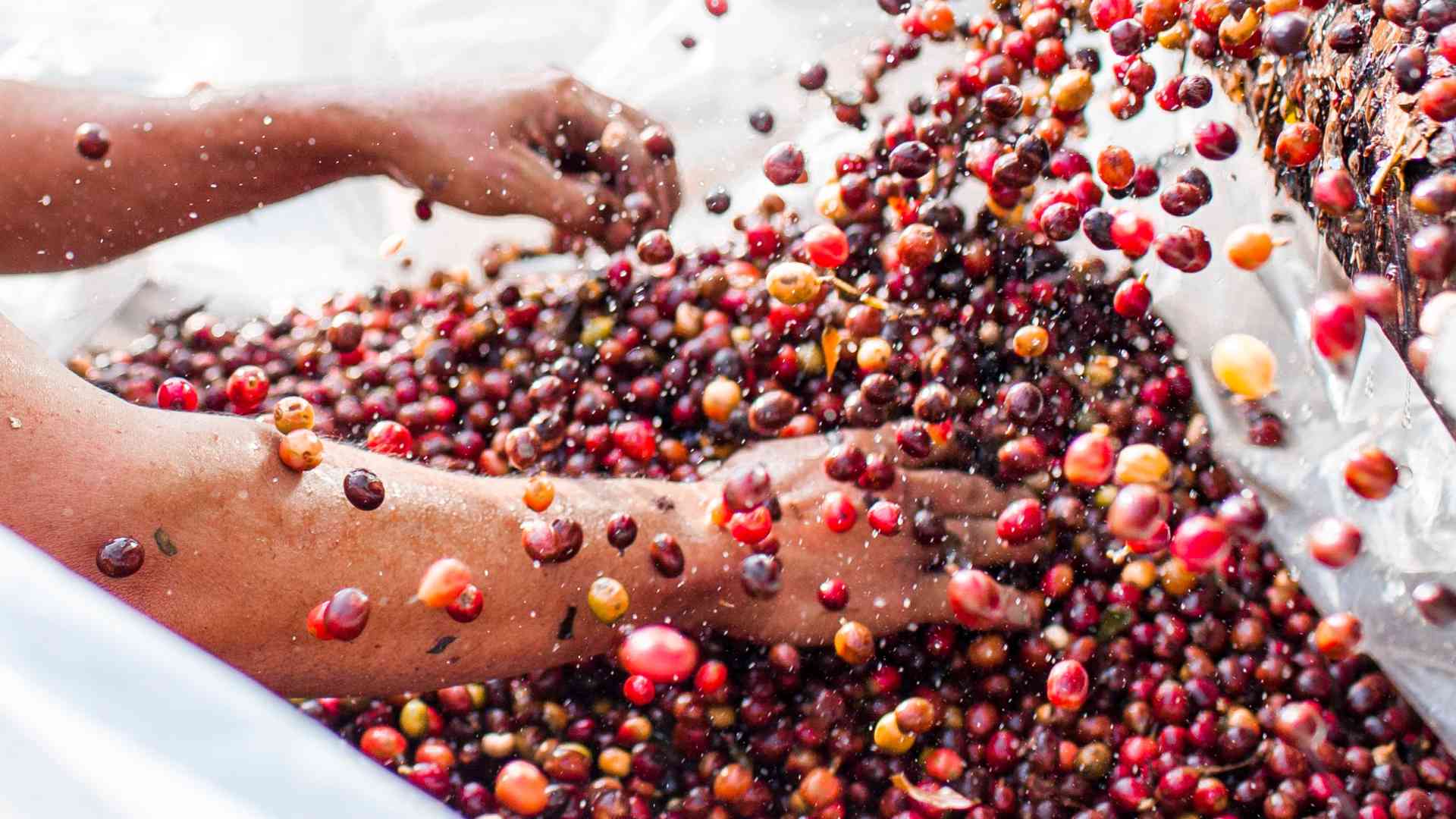 Hands washing an abundant harvest of Laos green coffee.