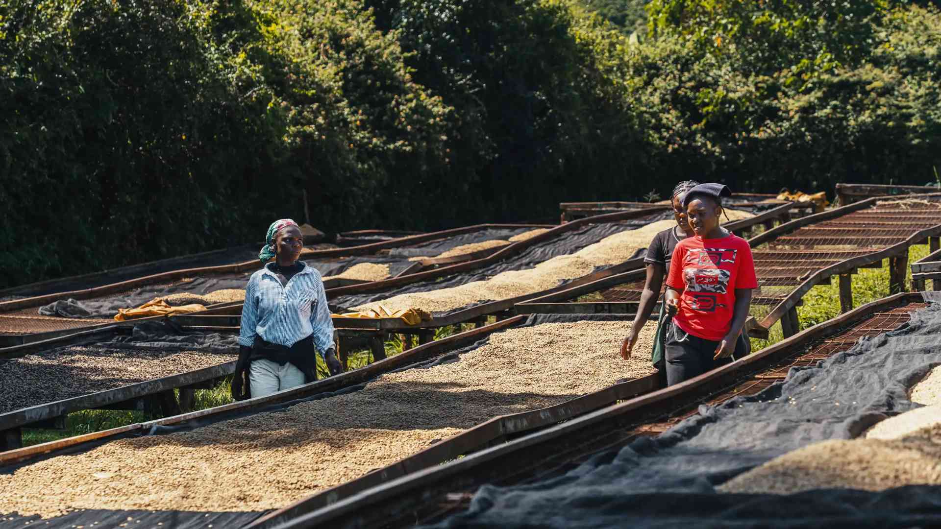 Coffee resources and guides