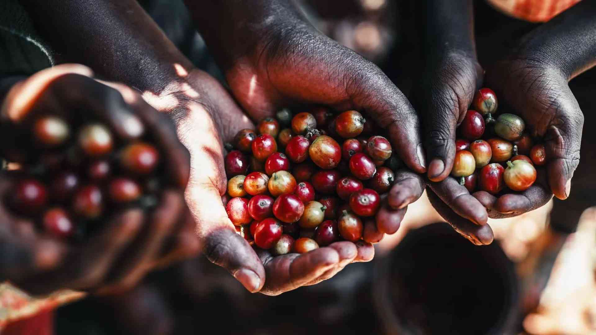 Torch Coffee Kenya operations in Nairobi