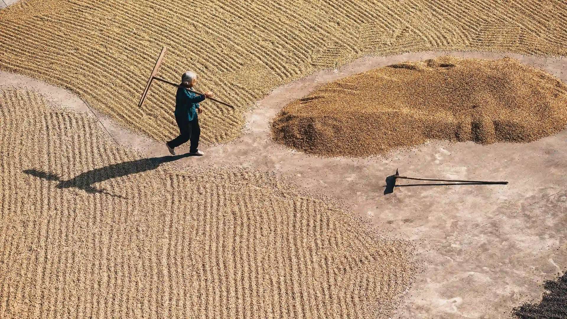 Green coffee processing and sourcing at origin