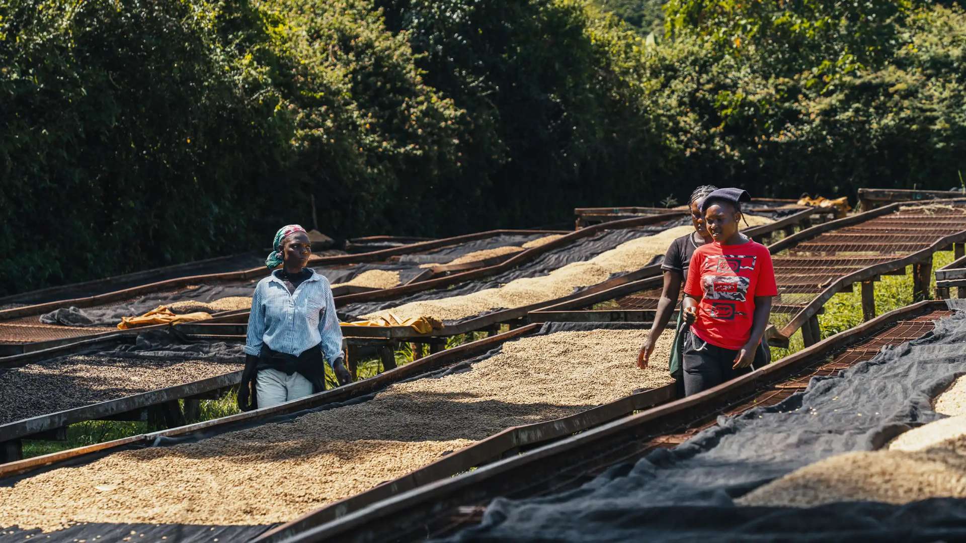 Coffee resources and guides