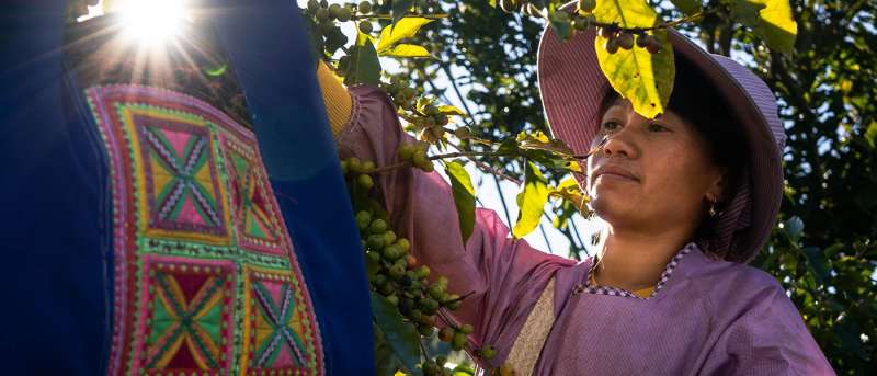 Yunnan farmers in the field