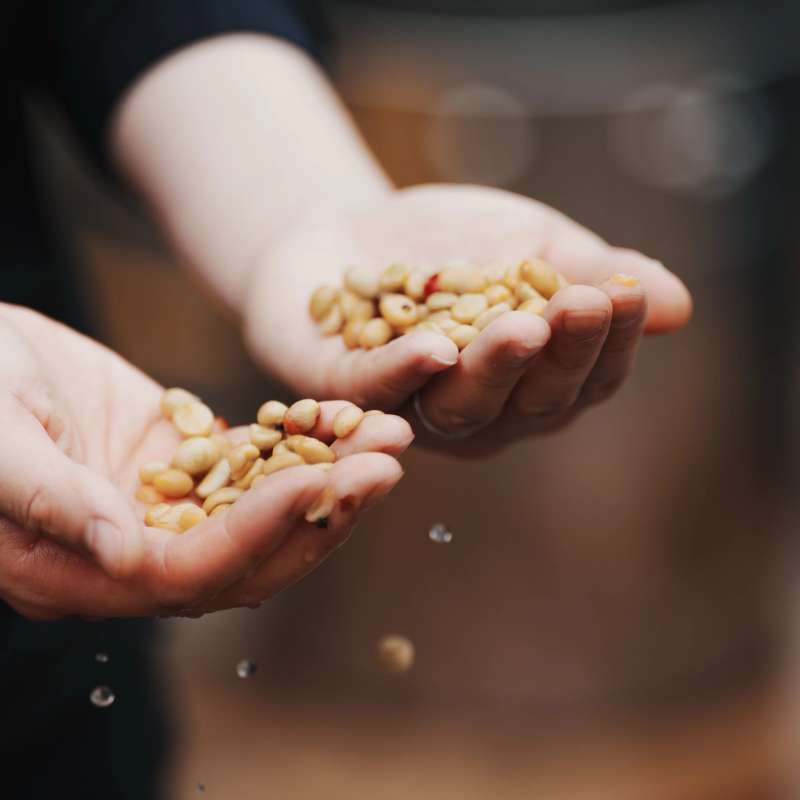 Green coffee from Guatemala