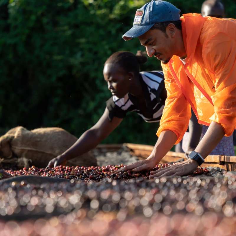 Green coffee from Kenya