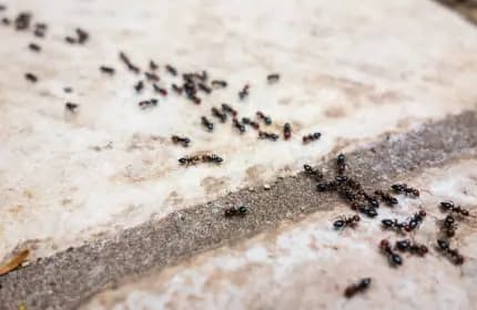 Singapore Ant Image
