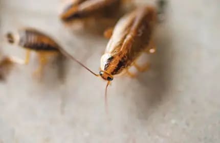 Australian Cockroach Image