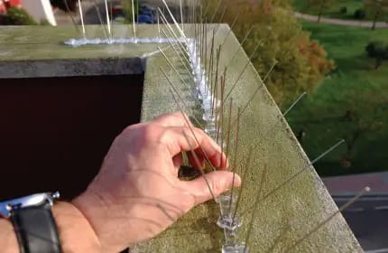 Pigeon Spikes and Netting Image