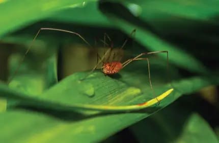 Daddy Long Legs Image