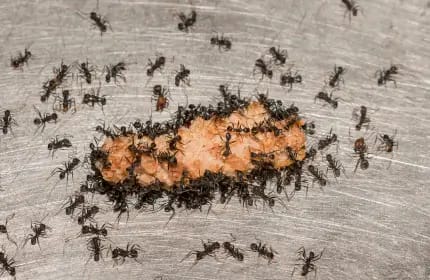 Black House Ants Image