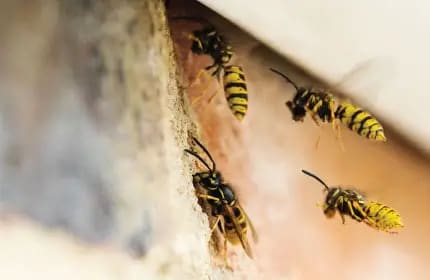 Mud Dauber Image
