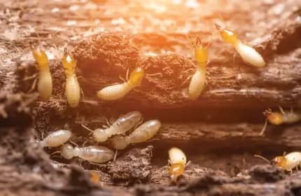 Subterranean Termites Image