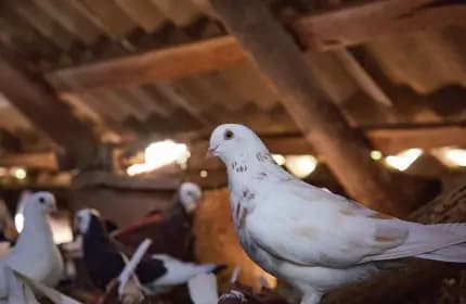 Pigeon Removal by Shooting Image