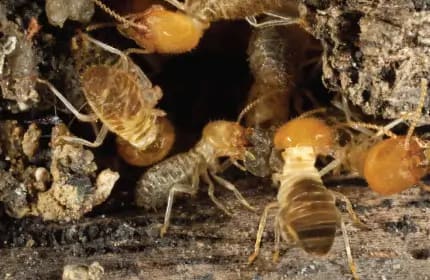 Drywood Termites Image