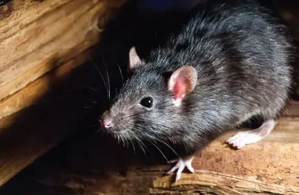 Norway Rat Image