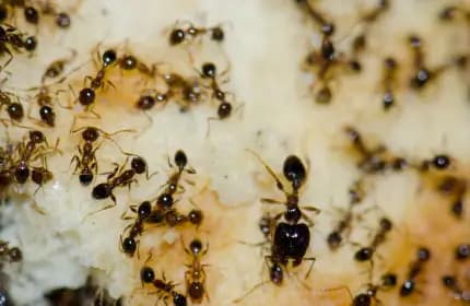 Argentine Ant Image