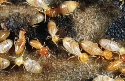 Dampwood Termites Image