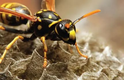 European Wasp Image