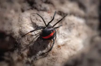 Redback Spider Image