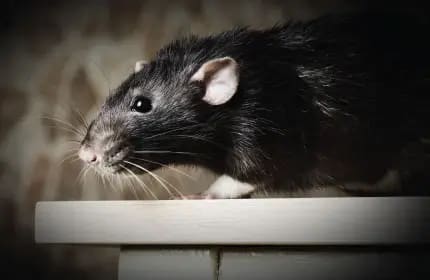 Roof Rat Image