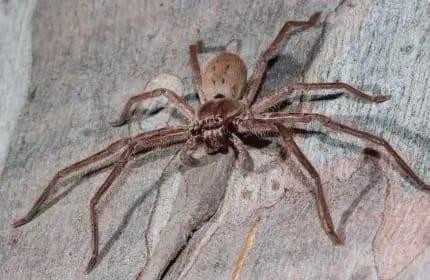Huntsman Spider Image