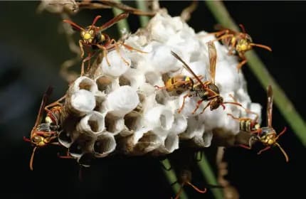 Yellow Jacket Wasp Image