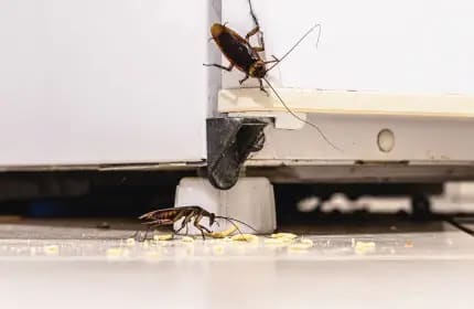 Smoky Brown Cockroach Image