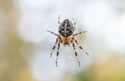 Golden Orb Weaving Spider Image