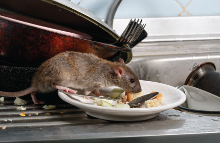 Brown Rat Image