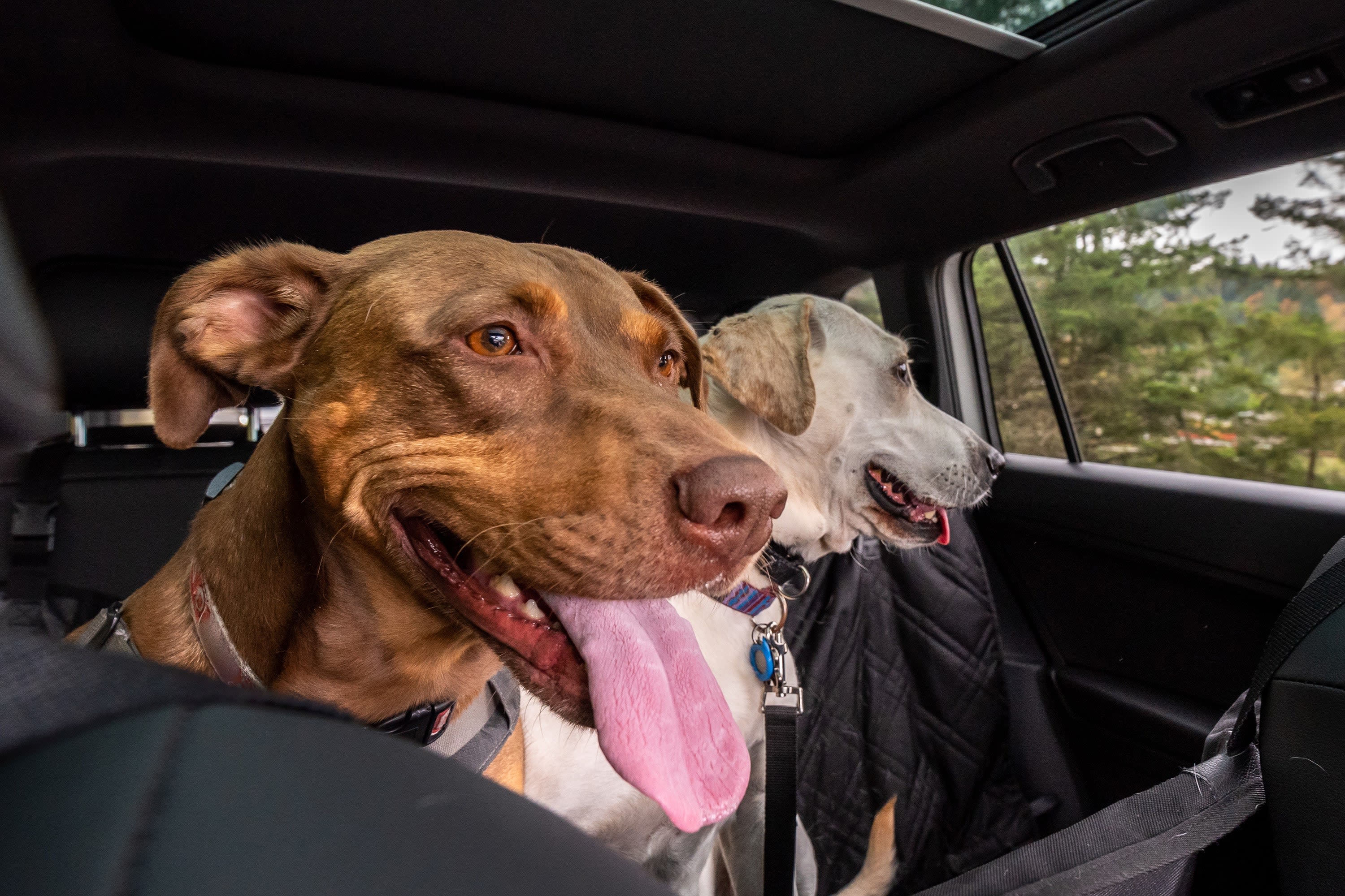 Two dogs in a car