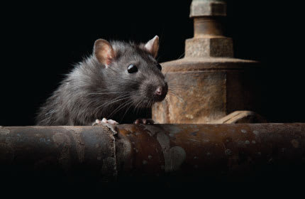 Black Climbing Rat Image