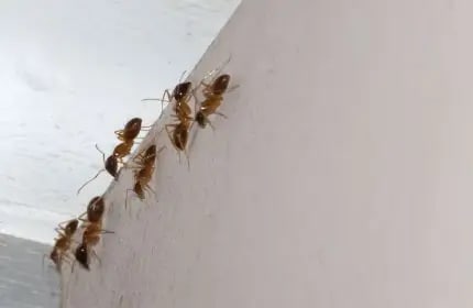 Coastal Brown Ant Image