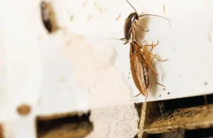 American Brown Cockroach Image