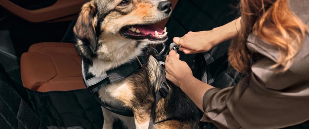Dog safety belt