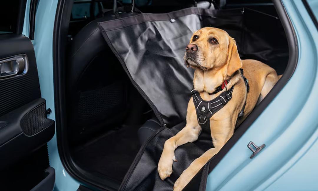 Rear seat pet cover