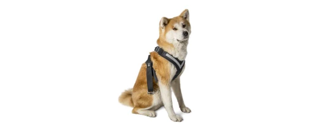 Dog Seat Belt